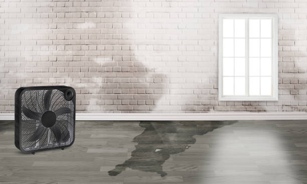 Best Water damage cleanup near me  in Salix, PA